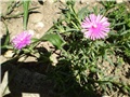 delosperma